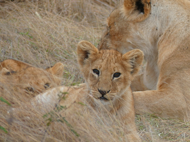lion cub looking at the camera while resting in grass with mom and another cub in the background