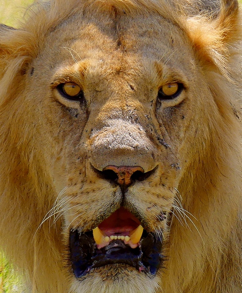 close-up view of male lion's face, with scars visible and dried blood from recent fighting