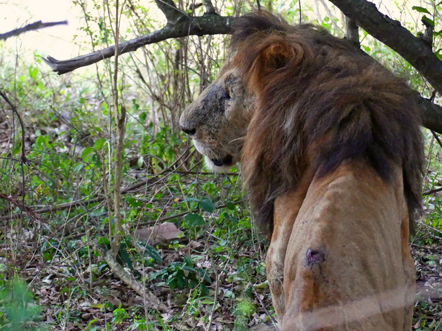 An old, emaciated male lion with an open wound on its spine