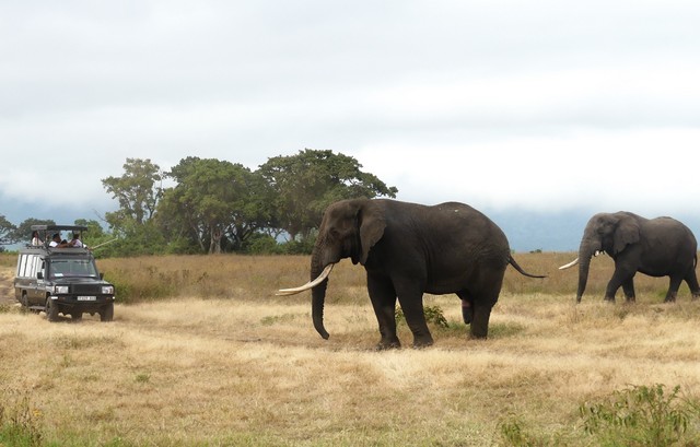 Two massive bull elephants seen on a luxury safari from The Highlands Camp at Ngorongoro Crater Tanzania