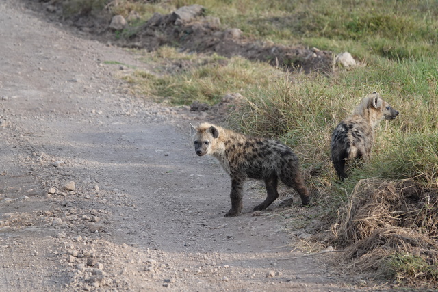 Two young hyenas seen on a luxury safari from The Highlands Camp at Ngorongoro Crater Tanzania