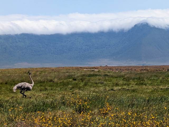 An ostrich in a field of yellow flowers seen on a luxury safari from The Highlands Camp at Ngorongoro Crater Tanzania