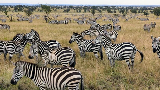 A massive herd of zebras on the plains of the Serengeti, part of the Great Migration, as seen on a luxury safari from Sayari Camp