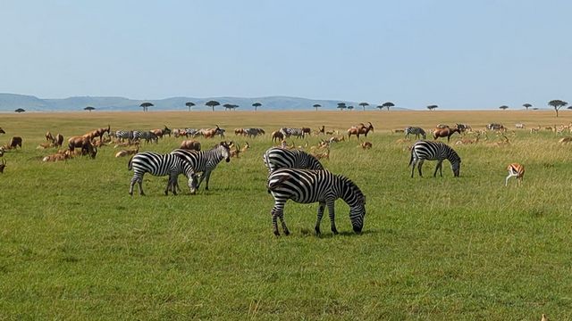 Zebras and topi on the plains of the Serengeti, as seen on a luxury safari from Sayari Camp