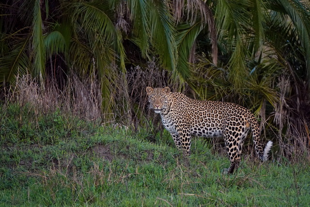 A leopard on the prowl seen during a game drive on a luxury safari from Sayari Camp in the Serengeti, Tanzania