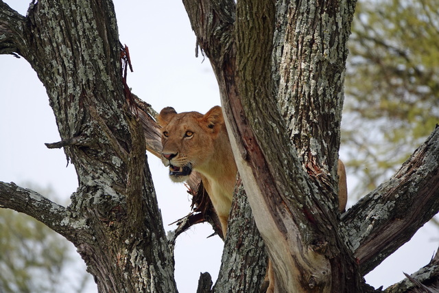 A tree climbing lion seen during a game drive on a luxury safari from Sayari Camp in the Serengeti Tanzania