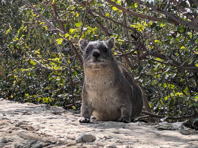 A dassie looks at the camera while staying at Sayari Camp, a luxury safari camp in the Serengeti of Tanzania