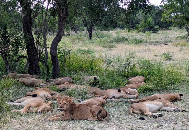 A pile of 15 lions sleeping under a tree, seen during a game drive on a luxury safari from Roho ya Selous Camp in Nyerere National Park (the Selous) Tanzania