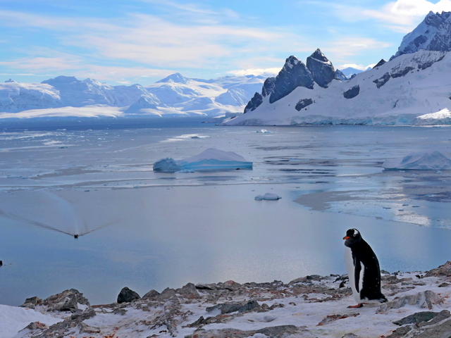 gentoo penguin overlooking iceberg-studded waters and glaciated peaks on Danco Island Antarctica