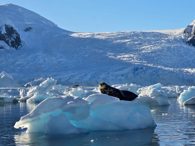 weddell seal on a floating iceberg danco island antarctica