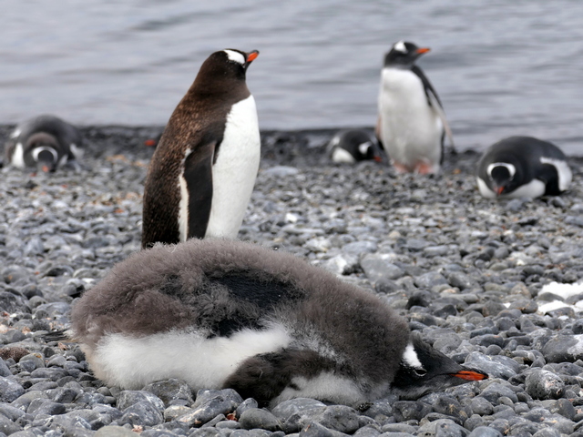 molting gentoo penguin in antarctica