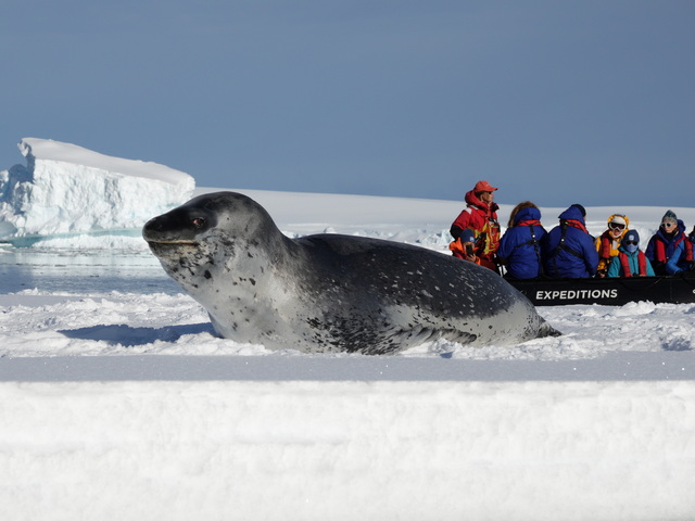 leopard seal on an iceberg with cruise passengers nearby in a Zodiac