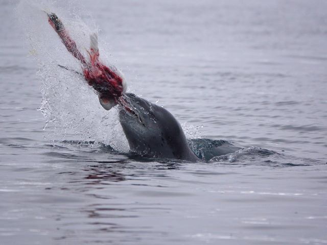 leopard seal flipping a penguin carcass in the air in antarctica