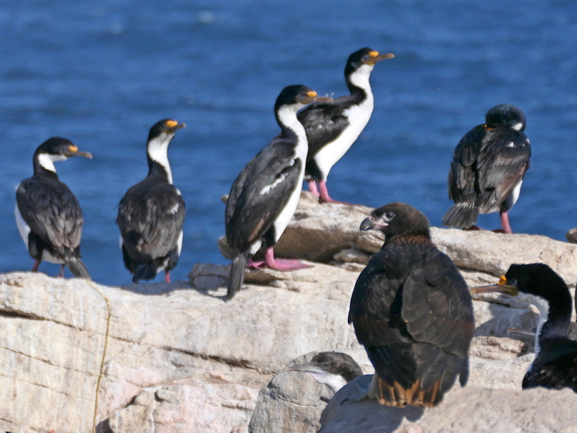 striated caracara watching over an imperial shag rookery on new island falkland islands
