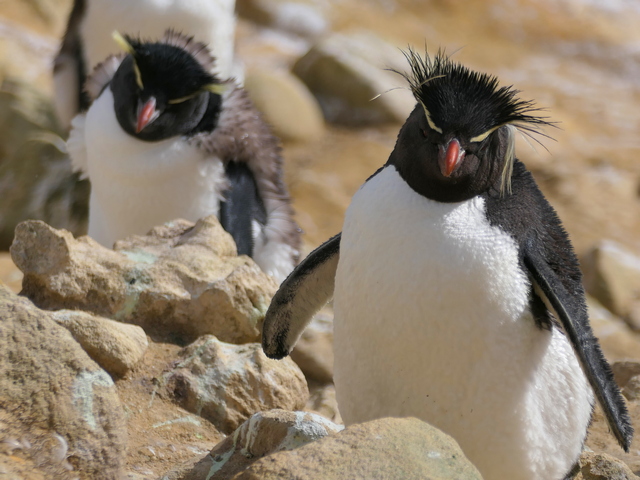 two southern rockhopper penguins, one undergoing a molt, on new island in the falkland islands