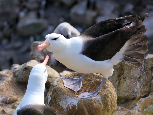 A courting pair of Black-browed albatross displaying their feathers