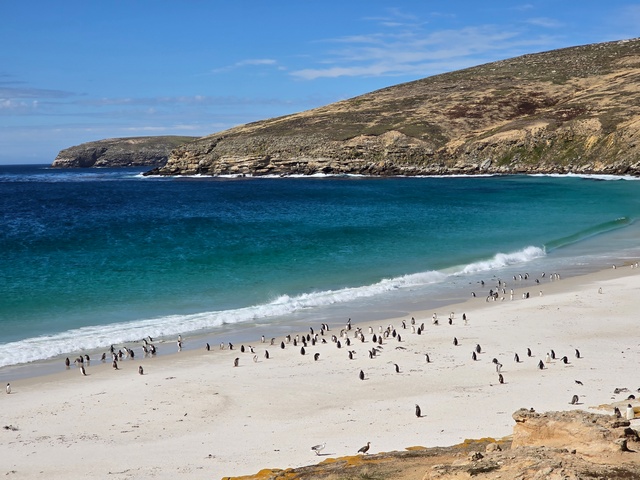 a white sand beach filled with penguins next to turquoise waters on new island falkland islands