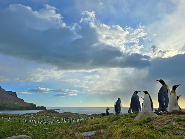king penguins against a backdrop of clouds and tundra at St Andrews Bay South Georgia