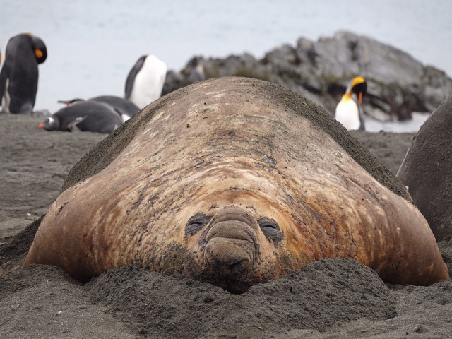 a sleeping southern elephant seal at Gold Harbor South Georgia Island
