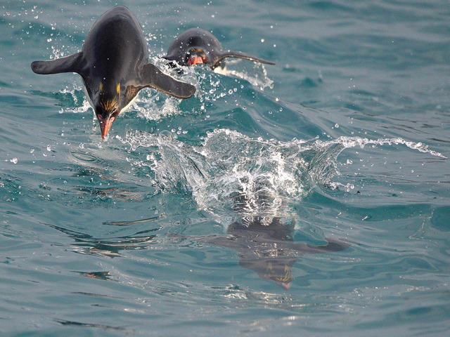 a macaroni penguin bursting out of the water in Antarctica