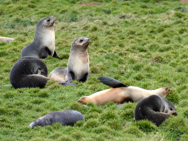 a half dozen baby antarctic fur seals playing on the tundra at Grytviken South Georgia Island