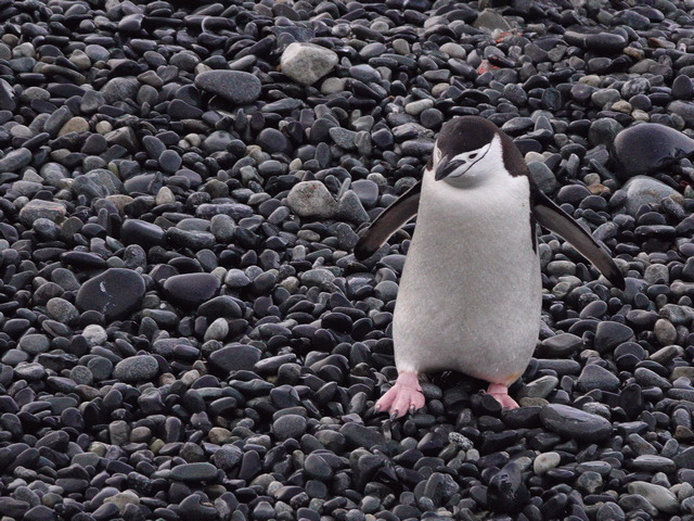 a chinstrap penguin walking on pebbles in the south shetland islands