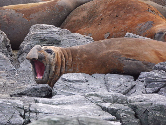young male elephant seal yawning while resting on rocks in the south shetland islands