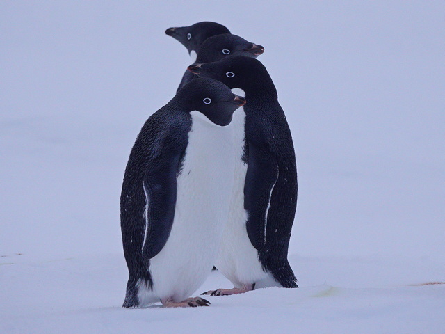sour adelie penguins standing in line in Antarctica