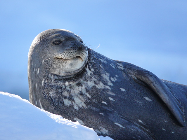 weddell seal resting on ice at Crystal Cove Antarctica