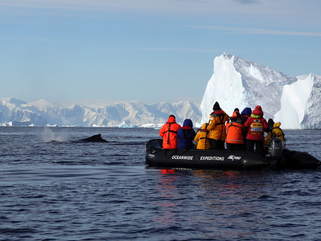oceanwide expeditions zodiac boat with passengers looking at a humback whale and icebergs just several meters away