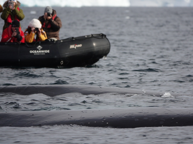 close-up view of two humpback whales surfacing close to a whale-watching boat in antarctica