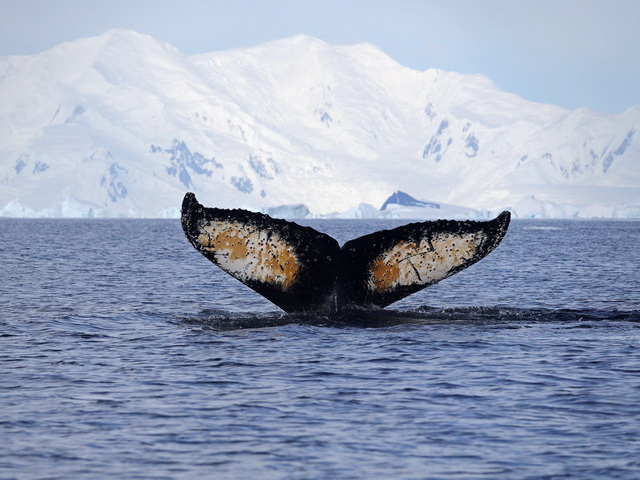 a humpback whale tail disappearing into the waters of the Polar Circle in Antarctica, with huge glaciated peaks in the background