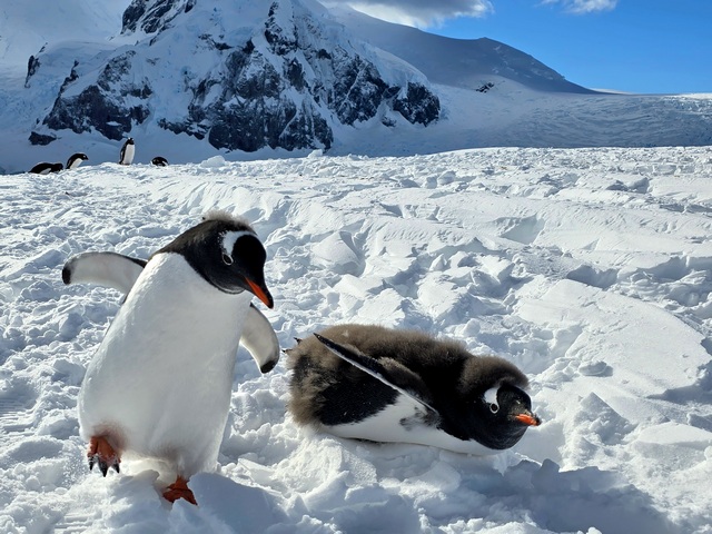 two young molting gentoo penguins on the snow at danco island antarctica