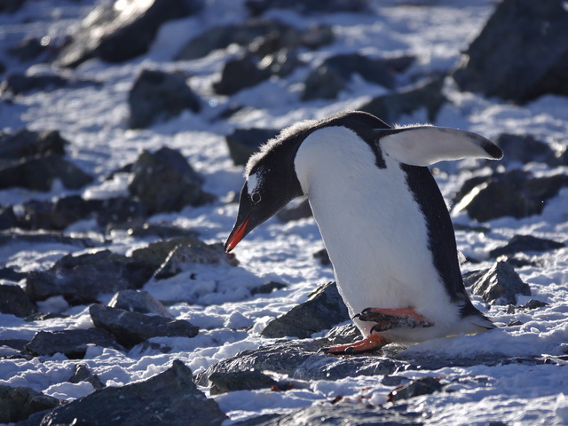 a molting gentoo penguin with downy feathers making a mohawk