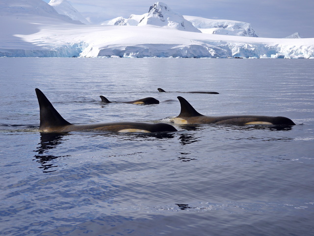 four orca whales surfacing, including a baby, with huge glaciated peaks of antarctica behind them
