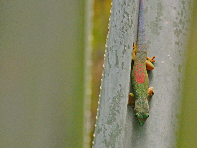 Day gecko on an agave leaf in Andasibe Reserve Madagascar