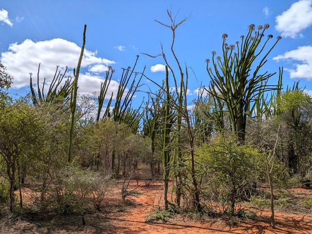 The spiny forests of southern Madagascar