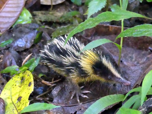 A tenrec seen on a luxury tour of Madagascar's Andasibe Reserve