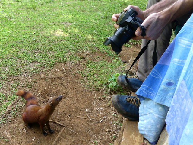 A vontsira approaches a man with a camera as seen on a luxury tour of Madagascar's Amber Mountain