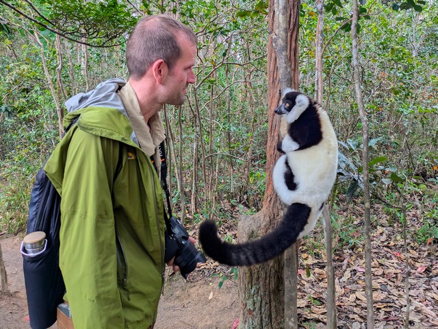 A man looking at a black-and-white ruffed lemur in a tree at Lemur Island near Andasibe Reserve Madagascar