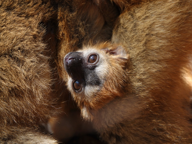 Baby brown lemur being carried on its mother