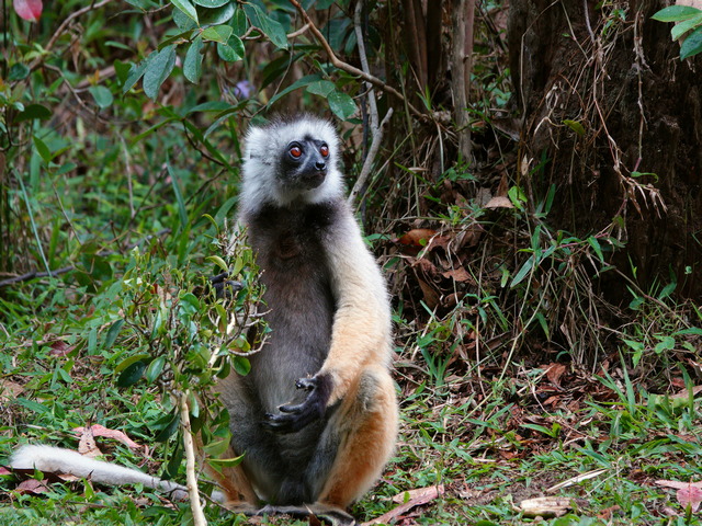 diademed sifaka sitting on its haunches at Lemur Island near Andasibe Reserve Madagascar