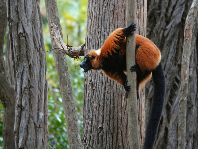 Red ruffed lemur about to jump from a tree at Mantadia National Park in Madagascar