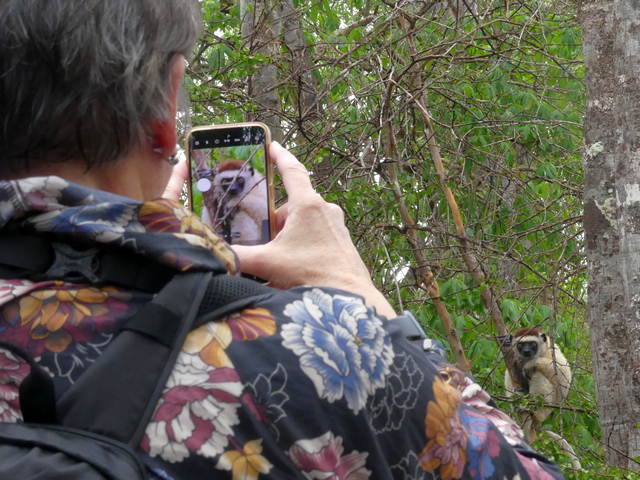 A luxury tour participant photographs Verreaux's sifaka in in the spiny forest of southern Madagascar near Mandrare River Camp