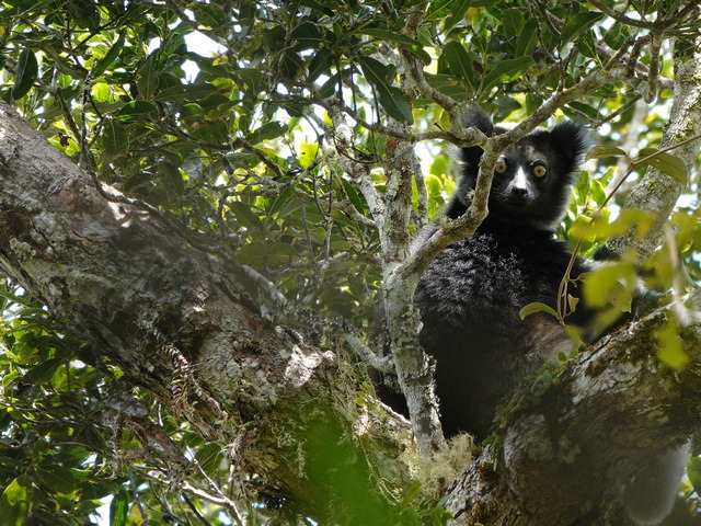 An Indri peers at the camera from behind the trees at Mantadia Reserve in Madagascar