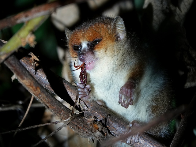 mouse lemur eating an insect at night near Mandrare River Camp in the spiny forest of Madagascar