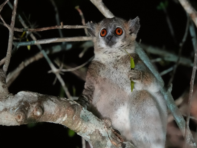 A sportive lemur perched on a tree branch at night in in the spiny forest of southern Madagascar near Mandrare River Camp