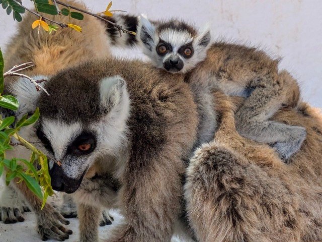 A mother ringtail lemur with her baby on her back, found near Mandrare River Camp in the spiny forests of Madagascar