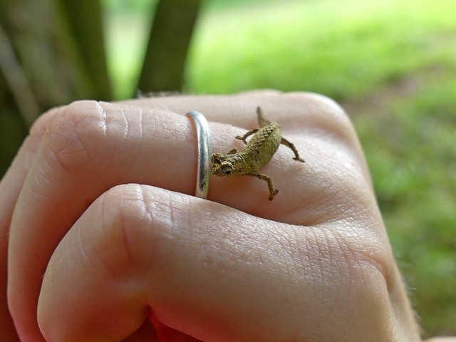 tiny brookesia chameleon next to the ring on someone's finger at Amber Mountain Reserve in Madagascar