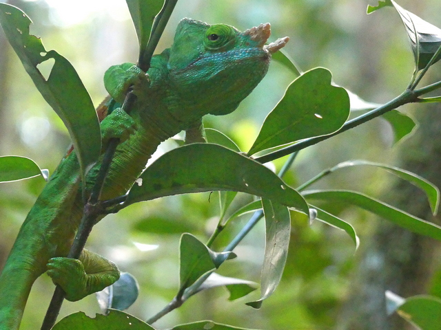horned chameleon blending in perfectly with the green leaves surrounding it in Madagascar